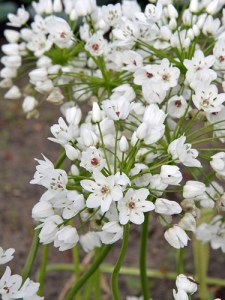 Allium cowannii.jpg